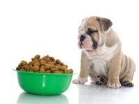 斗牛犬吃什么狗粮发育好?(斗牛犬的千万不能吃的10种食物)