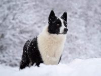 纯种猎熊犬多少钱一只?(盘点国外适合猎野的猎熊品种)