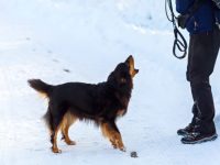 澳大利亚牧羊犬的攻击性迹象有哪些?(牧羊犬突然攻击的4种原因)