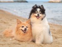 混血博美犬的品种有哪些?(45种杂交博美犬的简介及优缺点)