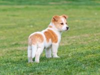 狗狗为什么会追逐自己的尾巴?它其实是想告诉你以下5件事