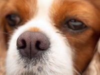 狗狗的鼻子干燥怎么办?(预防狗狗鼻子干燥的5种方法)