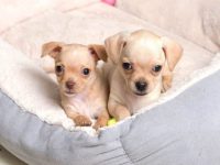 混血吉娃娃要多少钱一只?(杂交吉娃娃每年的养护成本分析)