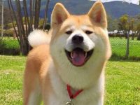 一只柴犬的价格是多少?(饲养混血柴犬的成本开销)