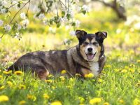 混血德国牧羊犬的品种有哪些?(40种杂交德国牧羊犬的优缺点)