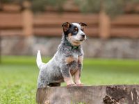 盘点出售高质量澳大利亚牧牛犬的十大排名地点