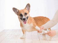 如何在家给狗狗修剪指甲?(在家给狗狗修指甲的10个简单步骤)