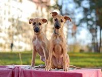 什么是迷你惠比特犬?(迷你惠比特犬的外观特征)