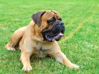 盘点全球出售高质量獒犬的十大排名地点