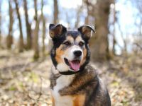 边境牧羊犬的混血品种有哪些?(43种边境牧羊犬的简介及优缺点)