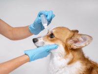 治疗狗狗眼睛麦粒肿需要多少钱?(狗狗的眼部疾病预防措施)