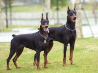 什么是杜宾犬的剪耳?(杜宾犬剪耳背后的历史)