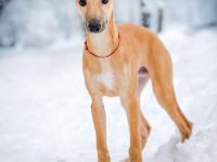 迷你惠比特犬要多少钱一只?(饲养迷你惠比特犬的成本开销)