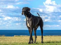 什么是黑色大丹犬?(黑色大丹犬的性格特点)