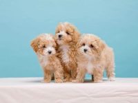 泰迪熊狗狗多少钱一只?(饲养泰迪一年的费用)