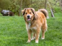 混血金毛的品种有哪些?(53种杂交金毛犬的简介及优缺点)