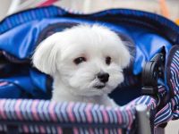 什么是茶杯马耳他犬?(茶杯马耳他语的起源和历史)