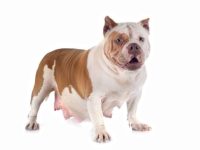 美国恶霸犬几个月可以配种?(美国恶霸犬怀孕多少天分娩)