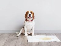 狗狗尿液不健康有什么症状?(狗狗肾衰竭的迹象表现)