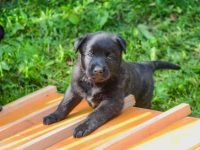 荷兰牧羊犬要多少钱一只?(荷兰牧羊犬混种每年的饲养花费)