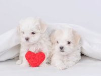 茶杯马耳他犬要多少钱一只?(饲养茶杯马耳他犬一年的花费)