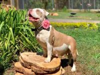 美国恶霸犬怀孕迹象有哪些?(判断美国恶霸犬怀孕的9种方法)