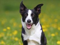 短毛边境牧羊犬多少钱一只?(饲养短毛边境牧羊犬的成本开销)