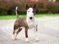 斗牛梗杂交品种有哪些?(36种混血斗牛梗犬的简介及优缺点)