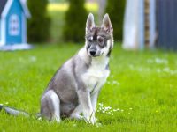 混血哈士奇有哪些品种?(40种杂交哈士奇的简介及优缺点)