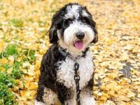 迷你圣贝尔多犬要多少钱一只?(迷你圣贝尔多犬的优缺点)