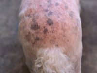 狗狗皮肤出现黑斑是癌症的征兆吗?(狗狗身上黑斑怎么去除)