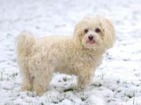 哈瓦那混合犬流行的品种有哪些?(30种混血哈瓦那的简介)