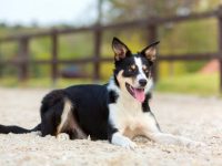 什么是短毛边境牧羊犬?(短毛边境牧羊犬的外观特征)