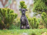 混血灰狗要多少钱一只?(饲养一只混血灰狗的费用开销)