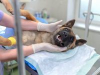 狗狗绝育后的伤口愈合是怎样的?(狗狗绝育手术后多少天恢复)