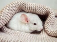 白色龙猫多少钱一只?(龙猫寿命一般多少年)