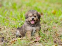 混血西施犬要多少钱一只?(饲养西施犬一年的花销)