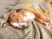 狗狗绝育伤口发炎了怎么办?(狗狗绝育后多久可以跑跳?)