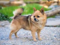 混血吉娃娃的品种有哪些?(53种杂交吉娃娃的优缺点)