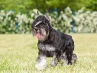 雪纳瑞什么时候进行剪耳比较好?(雪纳瑞剪耳朵最佳时期)