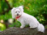 影响马尔蒂普寿命的因素有哪些?(延长马尔蒂普寿命的方法)