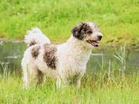 收养卷毛比雄犬需要多少钱?(救助站领养卷毛比雄犬的7个技巧)