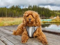 混血骑士查理王小猎犬的品种有哪些?(骑士查理王小猎犬的优缺点)