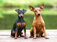 盘点出售高质量迷你杜宾犬的十大排名地点