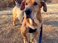 一只海象狗要多少钱?(海象犬的优点和缺点)