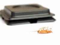 蟑螂诱饵对狗有害吗?(狗狗不小心吃了蟑螂药的处理方法)