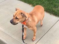 什么是吉普斗牛犬?(吉普斗牛犬血统的起源和历史)