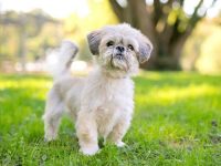 混血西施犬的品种有哪些?(42种可爱迷人的杂交西施犬)