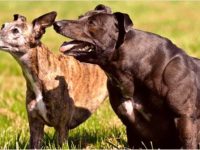 什么是恶霸惠比特犬综合症?(哪些犬种受到影响?)