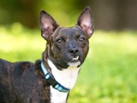 波士顿梗流行品种有哪些?(52种波士顿梗混种犬简介)